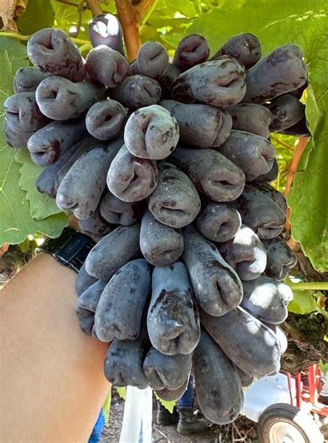 grape888|@Grape.